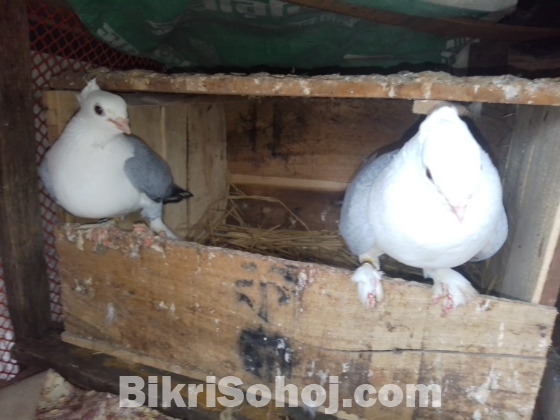 ব্লু শটিন কবুতর বিক্রি  হবে